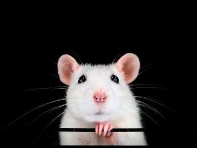 Lifespan-doubling injection in mice takes rejuvenation therapy step closer in humans