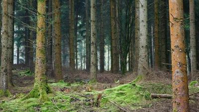 Coillte link up with British investment fund not a Government decision - Taoiseach