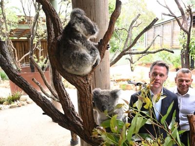 NSW Labor eyes $80m koala national park