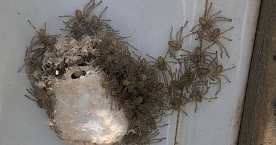 Man terrified to find 100 giant spiders hatching inside car as egg sacs burst