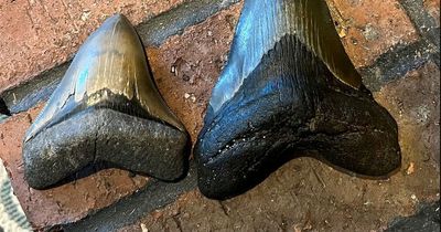 Giant five-inch megalodon tooth found by fossil hunter in 'once-in-a-lifetime' discovery