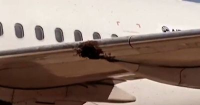 Flight cancelled after massive bee swarm settles on plane wing and refuses to budge