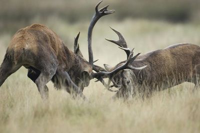 Crofters threaten hostile ‘takeover’ of charity-owned land due to deer cull