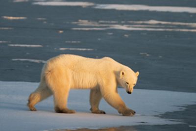 Mother and one-year-old son killed in rare polar bear attack