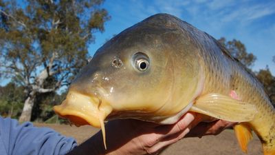 European carp numbers spike after record flooding, calls mount to push forward with release of herpes virus