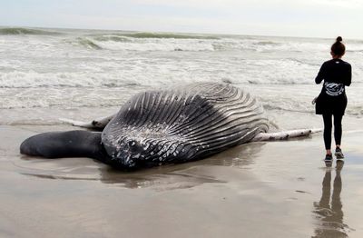 Feds: Offshore wind not to blame for East Coast whale deaths