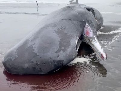 40-foot sperm whale washes ashore after being hit by ship off Oregon