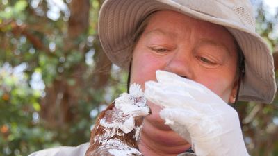 WA egg farmer tries to rehome chickens injured in devastating Donnybrook bushfire