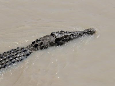 No sign of reported crocodile off Brisbane