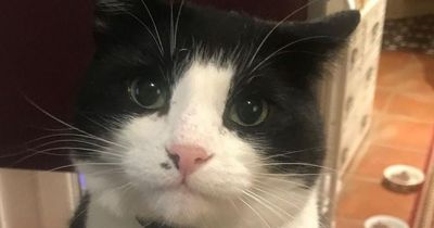 Family launches urgent search as cat called Zorro ESCAPES inside Eurotunnel