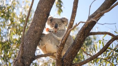 NSW Labor promises to create Great Koala National Park on Mid North Coast if elected