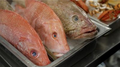 There's a shortage of fish in Perth right now — and ex-Tropical Cyclone Ellie is to blame