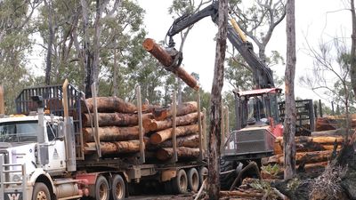WA's native logging ban blamed for 'devastating' closure of Nannup timber mill
