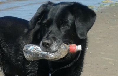 Scottish charity tackling litter with dog walks aims to beat January blues