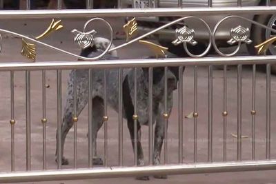 Elderly woman badly hurt in pit bull attack