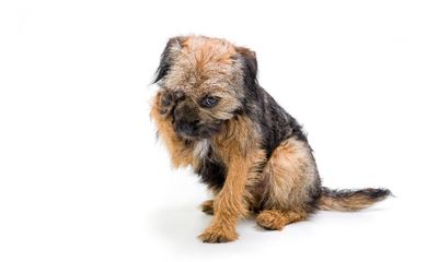 Abandoned pets: why puppies are being dumped at US airports