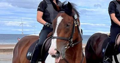 Horse sacked from police force for not 'excelling' at his job is now looking for a home