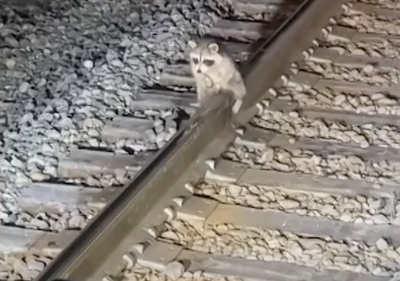 Raccoon rescued after private parts freeze to railway line in -12C Georgia