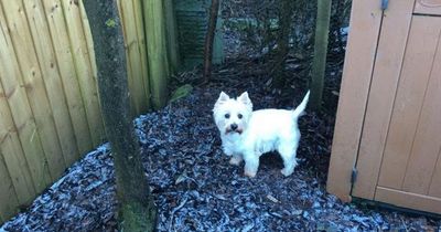 Dog owner notices horror sign pooch had eaten poison hidden in chunks of meat