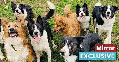 Rescue centre taking in five dogs per day as owners struggle to cope