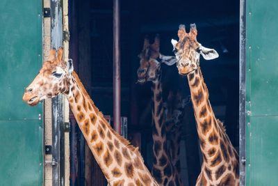 Men broke into zoo and hit giraffe with bottle before posting video on Snapchat