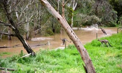 Activists call for immediate halt to duck and kangaroo hunting after Murray Darling floods