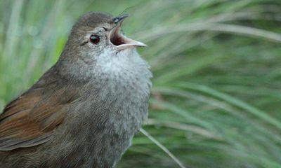 Scientists hail AI ‘gamechanger’ as they track down bird feared lost since black summer bushfires
