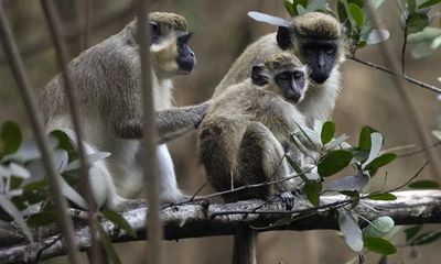 Sint Maarten approves plan to destroy entire population of vervet monkeys