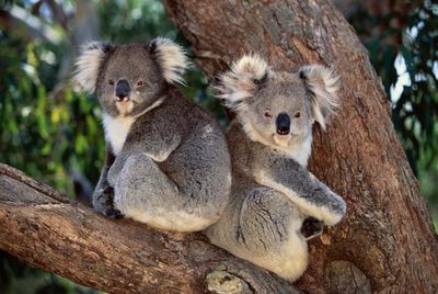 NSW Labor promises to create ‘great koala national park’ if it wins power