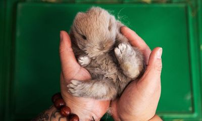 Fears the Year of the Rabbit could bring about a wave of abandoned pets