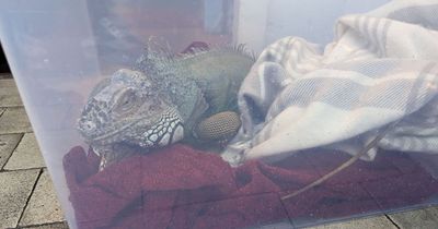 Owners of house get surprise as iguana named Eddie Lizard is dumped on doorstep