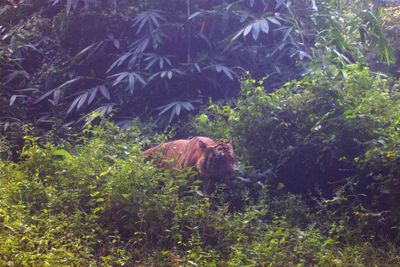 Rare species avoid being hunted in Sri Sawat forest