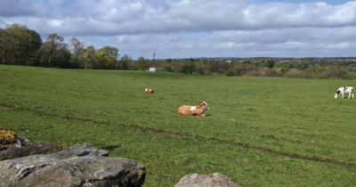 Anger at West Lothian greenbelt development, as decision branded an “absolute disgrace”