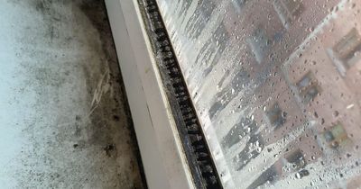 Dublin mum and kids living in mould-infested flat desperately plead for help