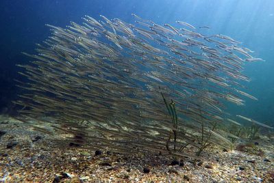 Loss of tiny organisms hurts ocean, fishing, scientists say