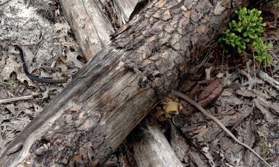 You can spot the “other reptile” besides the Georgia snake?
