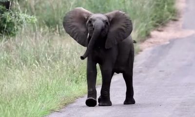 Adorable baby elephant dances in the street, then takes a bow