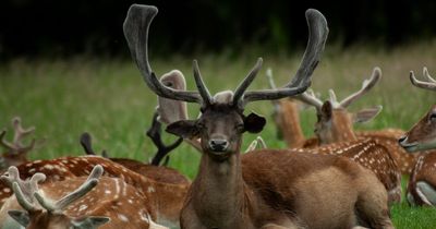 OPW has 'no intention' of removing deer from Phoenix Park despite increased cull calls