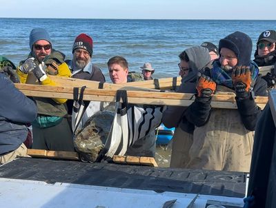 12-million-year-old whale fossil skull found in Maryland