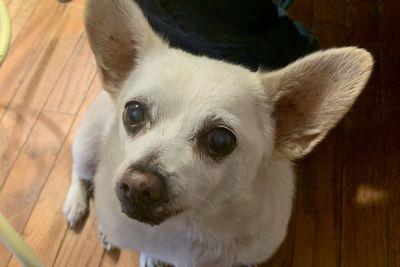 Chihuahua cross from Ohio named world’s oldest living dog