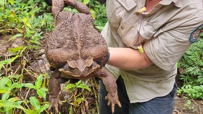 Giant cane toad found in Conway National Park in north Queensland weighs 2.7kg