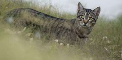 Could feral animals in Australia become distinct species? It's possible – and we're seeing some early signs