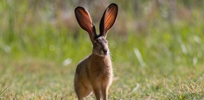 In the Year of the Rabbit, spare a thought for all these wonderful endangered bunny species