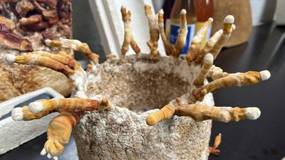 Mushroom packaging could provide a new solution to plastic waste problem