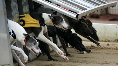 Majority of Scots want greyhound racing to be 'phased out'