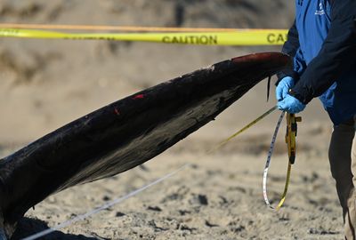 Dead whales keep washing up on beaches