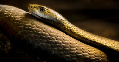 Girl, 17, dies 20 minutes after being bitten by black mamba in classroom horror