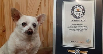 Abandoned Chihuahua sets world record for oldest living dog at the age of 23