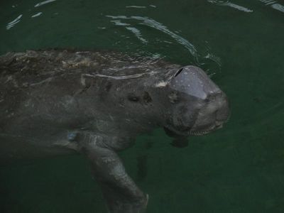 Dugong stirs croc spotters off Brisbane