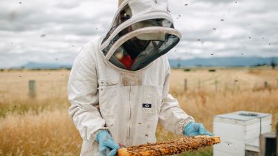 NSW beekeepers welcome varroa mite border reopening for blue zones as agriculture minister warns against complacency